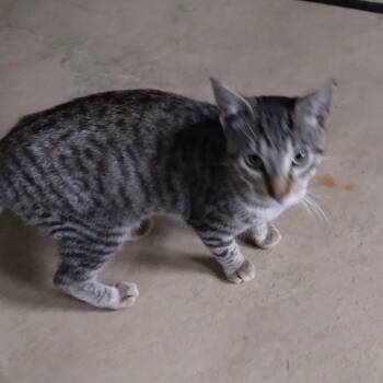 Rescue Domestic Short Hair Cats for Adoption in Rochester, Minnesota - Boy Kitten | PetCurious