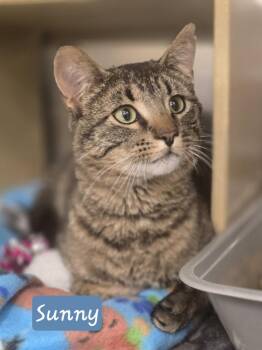 Domestic Short Hair Cats Available for Adoption in Metamora, Illinois - Sunny.   GFRCC | PetCurious