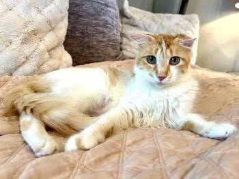 Rescue Domestic Short Hair Cats for Adoption in Omaha, Nebraska - PRIM | PetCurious