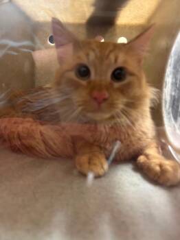 Domestic Short Hair Cats Available for Adoption in Douglasville, Georgia - Tiggy | PetCurious