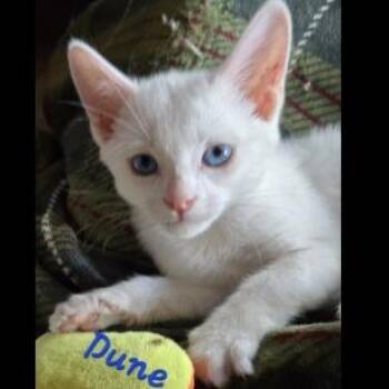Domestic Short Hair Cats Available for Adoption in Prescott, Arizona - Dune | PetCurious