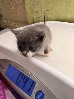 BEE -  Domestic Short Hair Cat for Adoption in Riverside, California - BEE | PetCurious