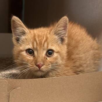 Jalapeno -  Domestic Short Hair Cat for Adoption in Reno, Nevada - Jalapeno | PetCurious