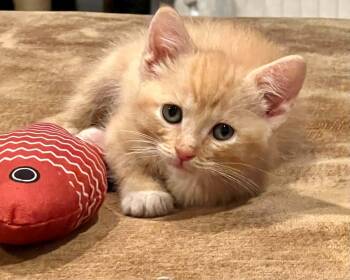 Pita -  Domestic Short Hair Cat for Adoption in Saint Charles, Missouri - Pita | PetCurious