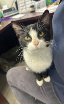 Domestic Short Hair Cats Available for Adoption - Mimi Mimosa | PetCurious