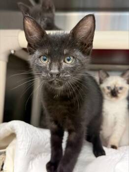 Pocahontas -  Domestic Short Hair Cat for Adoption in Morristown, New Jersey - Pocahontas | PetCurious