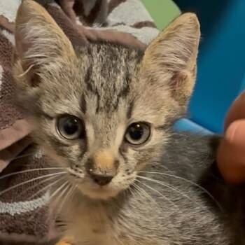 Simba -  Domestic Short Hair Cat for Adoption in NEW PT RICHEY, Florida - Simba | PetCurious