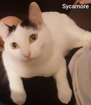 Sycamore J -  Domestic Short Hair Cat for Adoption in North Highlands, California - Sycamore J | PetCurious