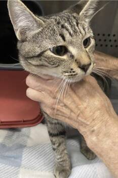 Thingamabob - At the Shelter -  Domestic Short Hair Cat for Adoption in Rustburg, Virginia - Thingamabob - At The Shelter | PetCurious