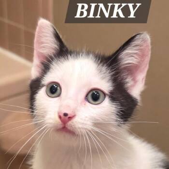 Binky -  Domestic Short Hair Cat for Adoption in Meridian, Idaho - Binky | PetCurious