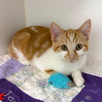 Gelatin -  Domestic Short Hair Cat for Adoption in Clavet, Saskatchewan - Gelatin | PetCurious