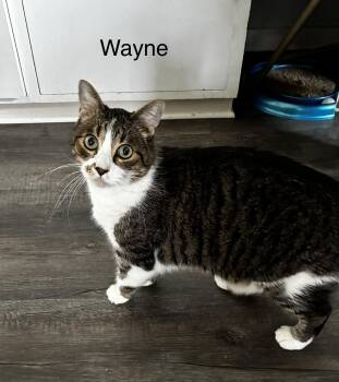 Wayne -  Domestic Short Hair Cat Available for Adoption in Menasha, Wisconsin - Wayne | PetCurious