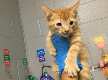 A1935333 -  Domestic Short Hair Cat for Adoption in Thousand Palms, California - A1935333 | PetCurious