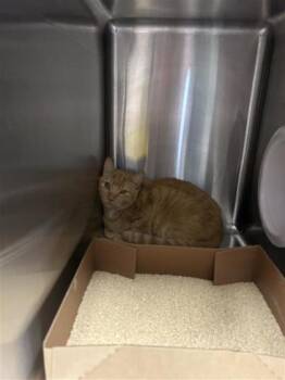 Rescue Domestic Short Hair Cats for Adoption in West Chester, Pennsylvania - Obi | PetCurious