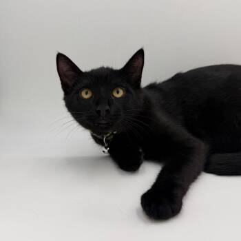 Crunchwrap Supreme -  Domestic Short Hair Cat for Adoption in State College, Pennsylvania - Crunchwrap Supreme | PetCurious