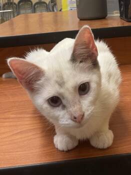 Crimson and Cupid -  Siamese Cat for Adoption in Austin, Texas - Crimson And Cupid | PetCurious