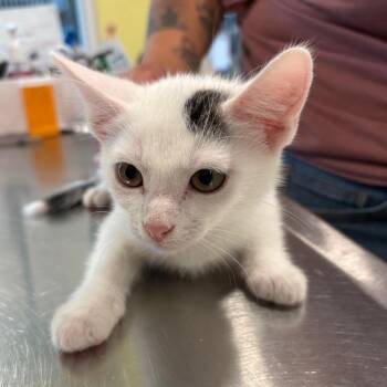 Sprout -  Domestic Short Hair and Domestic Medium Hair Cat for Adoption in West Des Moines, Iowa - Sprout | PetCurious