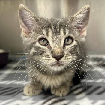 Hopper -  Domestic Short Hair Cat for Adoption in Saint Joseph, Missouri - Hopper | PetCurious