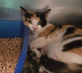 Domestic Short Hair Cats Available for Adoption in Ocala, Florida - California Girl | PetCurious