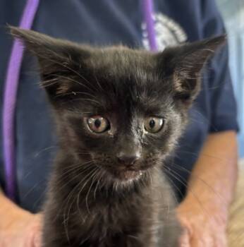 Rescue Domestic Short Hair Cats for Adoption in West Memphis, Arkansas - Victoria | PetCurious