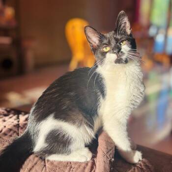 Tilly -  Domestic Short Hair Cat Available for Adoption in Woodbury, New Jersey - Tilly | PetCurious