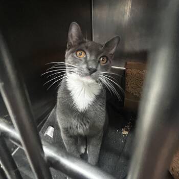 Whis -  Domestic Short Hair Cat for Adoption in Newark, New Jersey - Whis | PetCurious