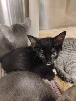 Mademoiselle 1 -  Domestic Short Hair Cat for Adoption in Fallston, Maryland - Mademoiselle 1 | PetCurious