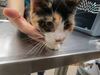 Luna(612) -  Domestic Short Hair Cat for Adoption in Marietta, Georgia - Luna(612) | PetCurious