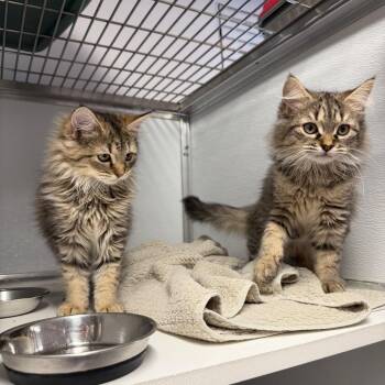 Domestic Long Hair and Domestic Short Hair Cats Available for Adoption in Binghamton, New York - Rainier | PetCurious