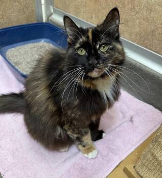 Mitsy -  Domestic Long Hair Cat for Adoption in Novato, California - Mitsy | PetCurious
