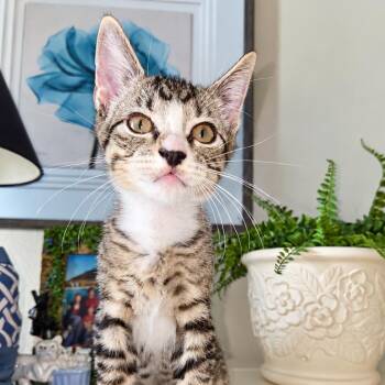 Brady -  Domestic Short Hair Cat for Adoption in Houston, Texas - Brady | PetCurious