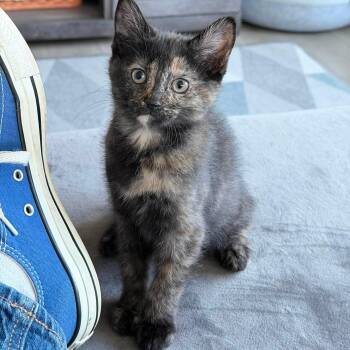 Tortoiseshell Cats Available for Adoption - Zara | PetCurious
