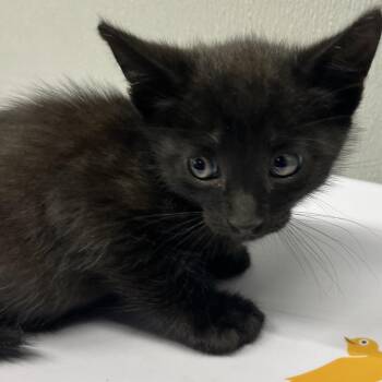 Draco -  Domestic Short Hair Cat Available for Adoption in Tampa, Florida - Draco | PetCurious