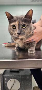 Bonnie -  Domestic Short Hair Cat for Adoption in Athens, Tennessee - Bonnie | PetCurious