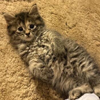 Envy -  Domestic Long Hair Cat for Adoption in Newark, New Jersey - Envy | PetCurious