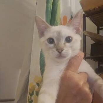Siamese and Domestic Short Hair Cats Available for Adoption in Mesa, Arizona - Coconut | PetCurious