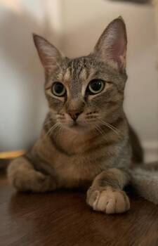 Rescue American Shorthair Cats for Adoption in Austin, Texas - Layla | PetCurious