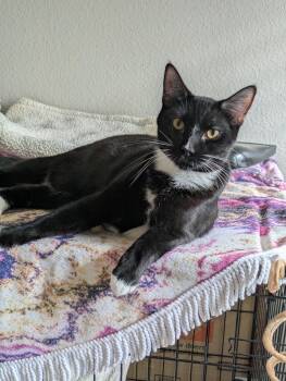 Clover -  Domestic Short Hair Cat for Adoption in Walnut, California - Clover | PetCurious