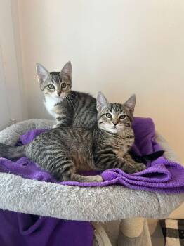 Domestic Short Hair Cats Available for Adoption - Clawhauser | PetCurious