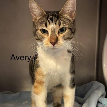 Avery -  Domestic Short Hair Cat for Adoption in Knoxville, Tennessee - Avery | PetCurious