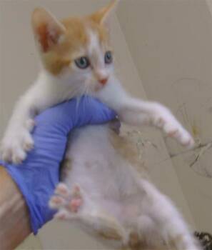 DIAMOND -  Domestic Short Hair Cat for Adoption in Sacramento, California - DIAMOND | PetCurious