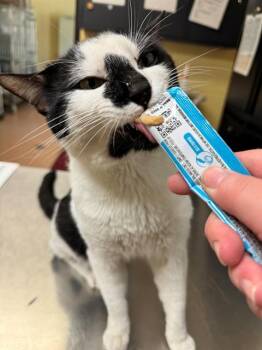 Domestic Short Hair Cats Available for Adoption in Cookeville, Tennessee - LORD WHISKERTON | PetCurious