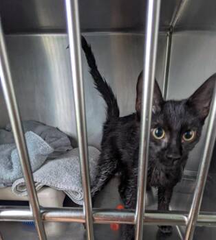 Ash -  Domestic Short Hair Cat for Adoption in Cumberland, Maine - Ash | PetCurious