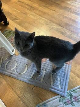 Misty -  Domestic Short Hair Cat Available for Adoption in Apollo, Pennsylvania - Misty | PetCurious