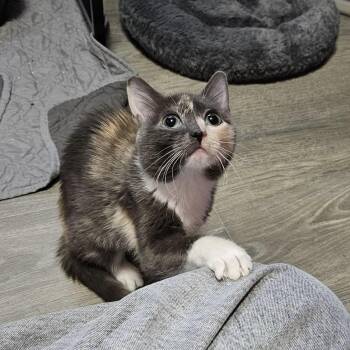 Canary -  Domestic Short Hair Cat for Adoption in Chicago, Illinois - Canary | PetCurious