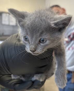 Rescue Domestic Medium Hair Cats for Adoption in Napa, California - Blade | PetCurious