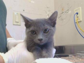 A923923 -  Domestic Short Hair Cat for Adoption in Sacramento, California - A923923 | PetCurious