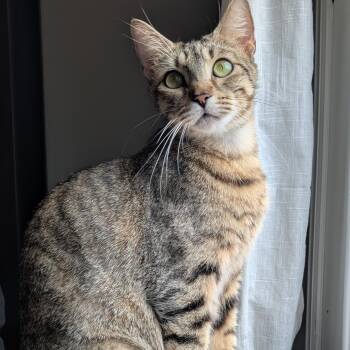 Domestic Short Hair Cats Available for Adoption in Morrison, Colorado - Layla Morley-Steve | PetCurious