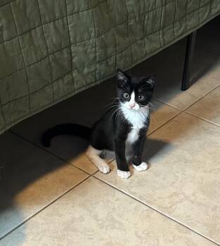 Sylvester -  Domestic Short Hair Cat for Adoption in Ruskin, Florida - Sylvester | PetCurious