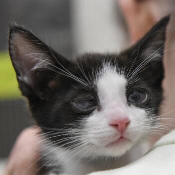 Lisbon (blue collar) -  Domestic Short Hair Cat for Adoption in Redwood City, California - Lisbon (blue Collar) | PetCurious